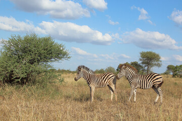 Fototapeta premium Steppenzebra / Burchell's zebra / Equus quagga burchellii.