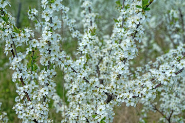 Blackthorn (Prunus spinosa) thornbush. Plot of forest-steppe, blooming wild fruit trees. Type of biocenosis close to natural, primal steppe. Rostov region, Russia