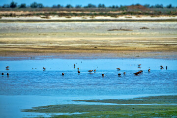 Azov sea lagoons at water runoff in the hot summer period at noon. There is a hot haze over the water and sandy-muddy shoals (mudflats). Feeding place of migrating birds (arctic sandpipers). Wetlands