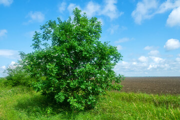 English oak (Quercus pedunculata) in the forest belt, dry steppe, afforestation. Northern Black Sea...