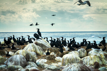 Colony of southern cormorant (Phalacrocorax carbo sinensis) on islands of Gulf of Finland, Baltic...