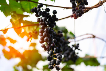 Vine and bunch of white grapes in garden. Farmers harvesting grape.