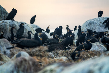 Fototapeta premium The site of southern cormorant (Phalacrocorax carbo sinensis) colony in the Baltic Sea. Birds on nests
