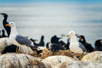 The site of southern cormorant (Phalacrocorax carbo sinensis) colony in the Baltic Sea. Birds on nests. herring-gull (Larus argentatus) nest among cormorants