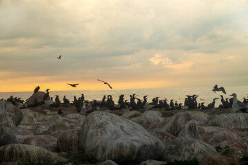 site of a cormorant colony