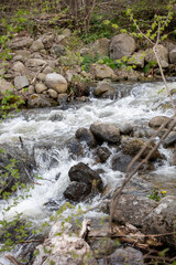 stream in the forest