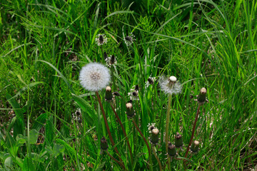 dandelion fluff