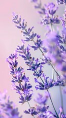 Obraz premium Purple lavender flower pattern seamless wallpaper background for greeting card