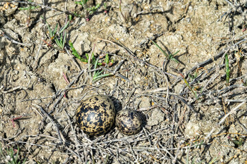 Nest parasitism. Eggs of different bird species in one nest. Probably, owner of nest Lapwing (Vanellus vanellus) rolled collared pratincole (Glareola platincola egg or evicted pratincole. N Black Sea