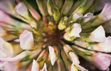 Alfalfa or clover flowers inside the inflorescence. Ultra Macro