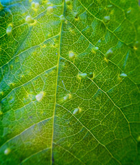 Blister mites (Eriophyes sp., Eriophyoidea) galles. Herbivores microscopic-sized ticks, pests of...