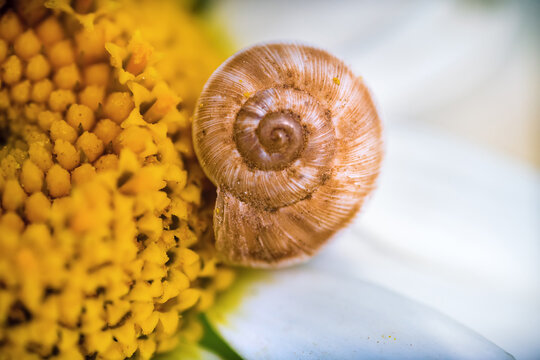 Logarithmic spiral of a snail pirn on a daisy