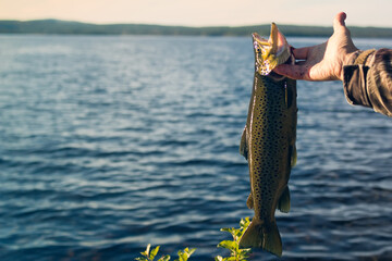 Spinning fishing (lure fishing) trout in lakes of Scandinavia. Brook trout (steelhead rainbow...