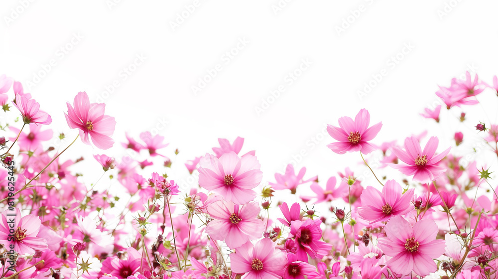 Wall mural a field of vibrant pink cosmos flowers on a white background, embodying a springtime concept. genera