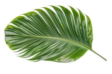 Palm Leave. Coconut Leaf Isolated on White Background in Green Garden