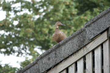 female mallard duck perched on a shed roof
