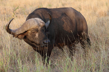 Obraz premium Kaffernbüffel / African buffalo / Syncerus caffer