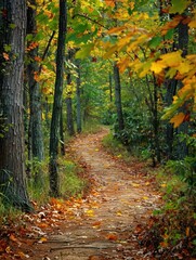 Naklejka premium Wooded Trail in North Carolina: American Tobacco Trail in Early Fall