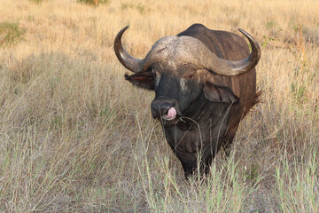 Kaffernbüffel / African buffalo / Syncerus caffer