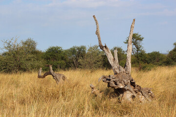 Afrikanischer Busch - Krügerpark - Südafrika / African Bush - Kruger Park - South Africa /