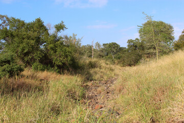 Krüger Park - Afrikanischer Busch - Trockenes Flussbett / Kruger Park - African bush - Dry riverbed /