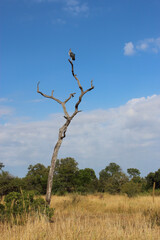 Marabu / Marabou stork / Leptoptilos crumeniferus
