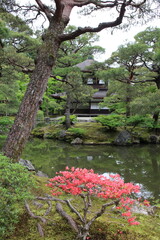 Japanese garden and flowers in Ginkakuji Temple in Kyoto, Japan