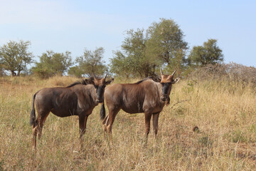 Streifengnu / Blue wildebeest / Connochaetes taurinus......Streifengnu / Blue wildebeest / Connochaetes taurinus.