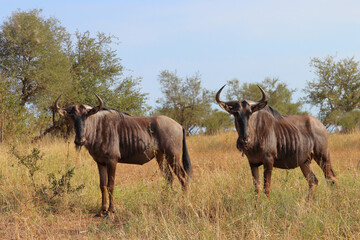 Fototapeta premium Streifengnu / Blue wildebeest / Connochaetes taurinus