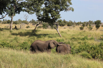 Naklejka premium Afrikanischer Busch - Krügerpark - Südafrika / African Bush - Kruger Park - South Africa /