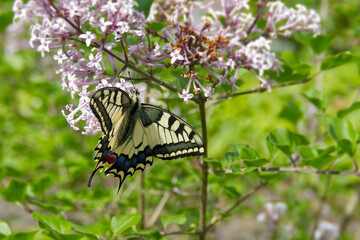 Old World Swallowtail or common yellow swallowtail (Papilio machaon) sitting on pink lilac in Zurich, Switzerland