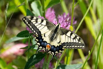 Old World Swallowtail or common yellow swallowtail (Papilio machaon) sitting on pink flower in...