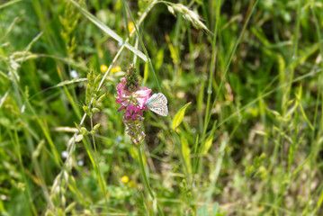 Common blue (Polyommatus icarus) Butterfly sitting on a pink flower in Zurich, Switzerland