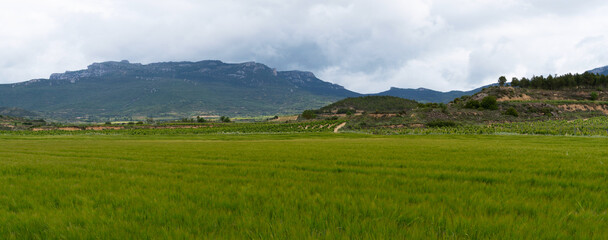 Wheat ears at the farm.Green wheat fields, extensive agriculture landscape in Spain.