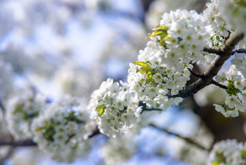 Obraz premium Cherry blossom branch in the garden in spring 
