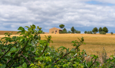 Beautiful view of gold wheat crop flied landscape, rural countryside at Spain.