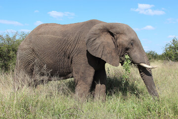 Obraz premium Afrikanischer Elefant / African elephant / Loxodonta africana