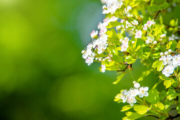 Obraz premium White hawthorn flowers on a green natural background 