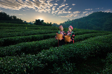 two asian woman wearing  traditional dress picking tea leaf in tea plantation 101  with background...