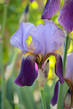 Closeup of a bearded iris blossom (Iris x germanica).
