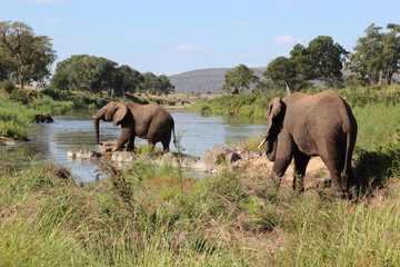 Afrikanischer Elefant / African elephant / Loxodonta africana