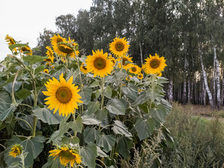 Sunflower field with sunflower in the center of the image. Lots of sunflowers. Nature. Sunflower is yellow.