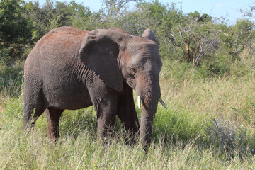 Obraz premium Afrikanischer Elefant / African elephant / Loxodonta africana