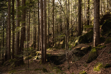 forest thicket with pines, deciduous trees, moss, fairy-tale peace, sun, glare, various grasses,...