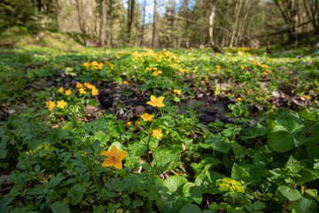 yellow small forest flowers on the lawn, forest glade, meadow flowers outside the village, spring