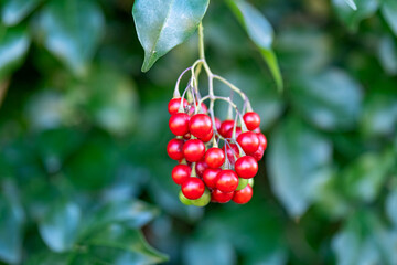 red berries, green leaves, nightshade, garden gardening, invasive ornamental, alkaloids toxic botanical