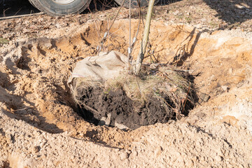 Planting young tree with soil lump hanging on hooks of mobile crane loader truck. Landscaping of...