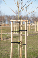 Tree Supports-young trees being supported by wooden stakes. Young tree sapling propped and supported by the wooden slats and tied by tape stringon. Vertical.