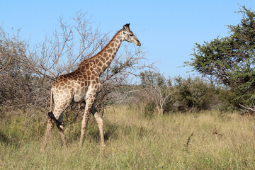 Giraffe / Giraffe / Giraffa camelopardalis