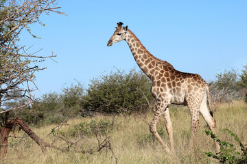 Giraffe / Giraffe / Giraffa camelopardalis